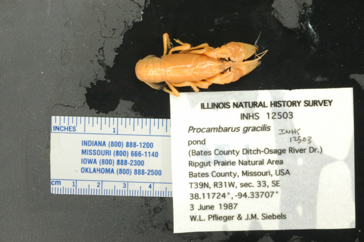 Procambarus gracilis image